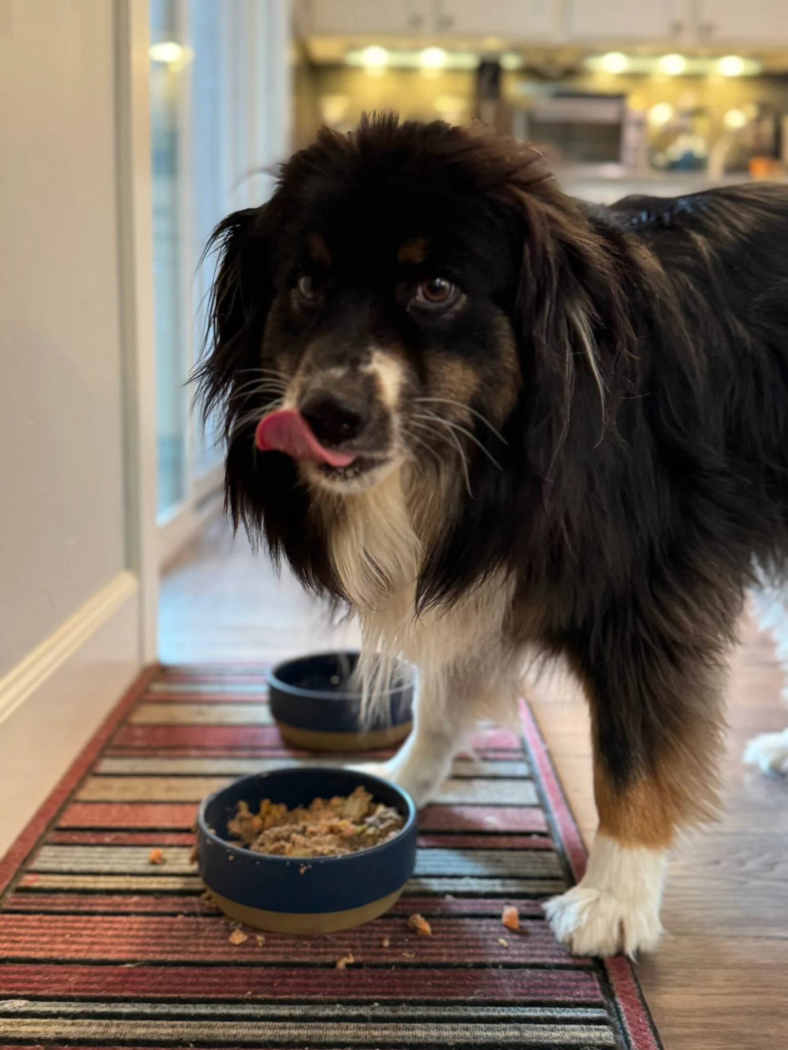 Is Fresh Dog Food Really Better Than Premium Kibble? A Nutritionist Shares Her Thoughts